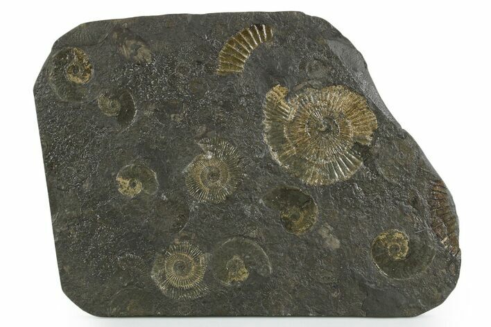 Fossil Ammonite Cluster - Posidonia Shale, Germany #350860